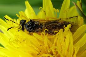 Attēlu rezultāti vaicājumam “Euura brevicornis”