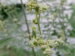 Attēlu rezultāti vaicājumam “Chenopodiaceae”