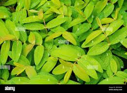 Attēlu rezultāti vaicājumam “Hypericum perforatum leaf”