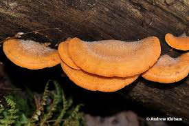 Attēlu rezultāti vaicājumam “Phyllotopsis nidulans”