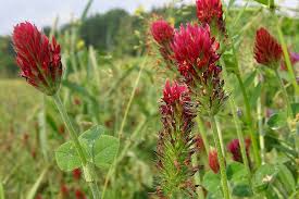 Image result for Trifolium incarnatum