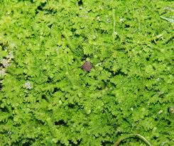 Attēlu rezultāti vaicājumam “Trichocolea tomentella”