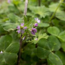 Attēlu rezultāti vaicājumam “Geranium pusillum”
