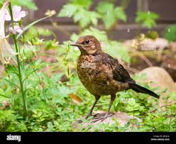 Attēlu rezultāti vaicājumam “Turdus merula juvenile”