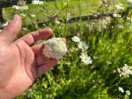Attēlu rezultāti vaicājumam “Selinum carvifolia fruit”