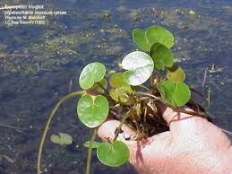 Attēlu rezultāti vaicājumam “Hydrocharis morsus-ranae fruit”