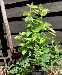 Attēlu rezultāti vaicājumam “Philadelphus coronarius leaf”
