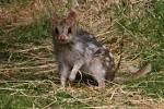 File:Eastern Quoll (Fawn).jpg - Wikipedia, the free encyclopedia