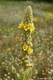Attēlu rezultāti vaicājumam “Verbascum thapsus flower”