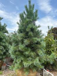 Image result for Pinus cembra