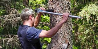 Attēlu rezultāti vaicājumam “Populus x lettland”