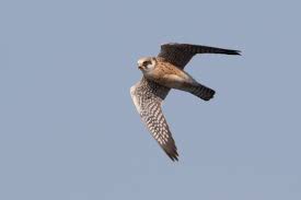 Attēlu rezultāti vaicājumam “Falco vespertinus adult”