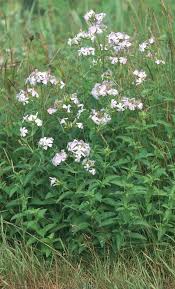 Attēlu rezultāti vaicājumam “Saponaria officinalis leaf”