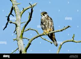 Attēlu rezultāti vaicājumam “Falco subbuteo adult”