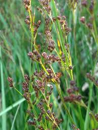 Attēlu rezultāti vaicājumam “Juncus compressus”