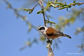 Image result for Remiz pendulinus