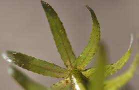 Attēlu rezultāti vaicājumam “Hydrilla verticillata leaf”