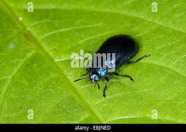 Attēlu rezultāti vaicājumam “Linaeidea aenea”