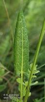 Attēlu rezultāti vaicājumam “Rumex acetosa leaf”