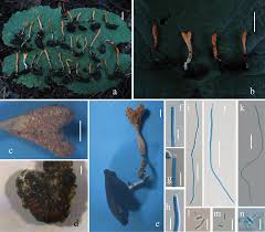 Attēlu rezultāti vaicājumam “Cordyceps polyarthra”