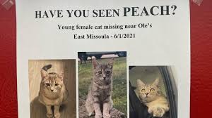 Image result for cat found