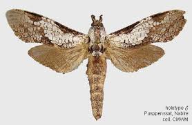 Attēlu rezultāti vaicājumam “Cossidae”