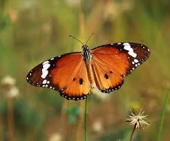 Attēlu rezultāti vaicājumam “Euphydrias aurinia upperside”