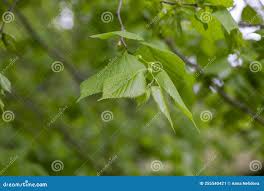 Attēlu rezultāti vaicājumam “Tilia amurensis”