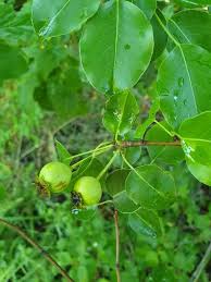 Attēlu rezultāti vaicājumam “Pyrus pyraster leaf”