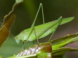 Attēlu rezultāti vaicājumam “Phaneroptera falcata”