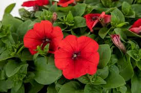 Image result for Petunia hybrida