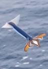 Flying Squid « ferrebeekeeper