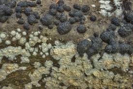 Attēlu rezultāti vaicājumam “Hypoxylon fragiforme / howeianum”