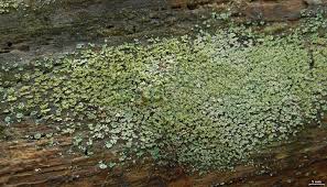 Attēlu rezultāti vaicājumam “Cladonia parasitica”