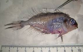 Image result for Schedophilus ovalis