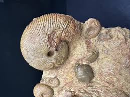 Attēlu rezultāti vaicājumam “Plagiothecium latebricola macro”