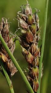 Attēlu rezultāti vaicājumam “Carex lasiocarpa”