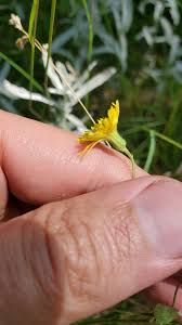 Attēlu rezultāti vaicājumam “Hieracium umbellatum bud”