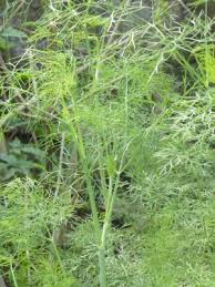Attēlu rezultāti vaicājumam “Anethum graveolens leaf”