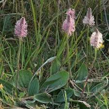Attēlu rezultāti vaicājumam “Plantago media bud”