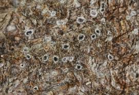 Attēlu rezultāti vaicājumam “Arthonia byssacea”