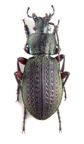 Attēlu rezultāti vaicājumam “Carabus arcensis”