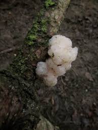 Attēlu rezultāti vaicājumam “Tremella encephala”