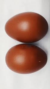 Attēlu rezultāti vaicājumam “Crex crex eggs”