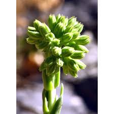 Attēlu rezultāti vaicājumam “Jovibarba globifera bud”