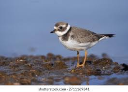 Attēlu rezultāti vaicājumam “Charadrius hiaticula”