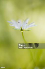 Attēlu rezultāti vaicājumam “Stellaria graminea flower”