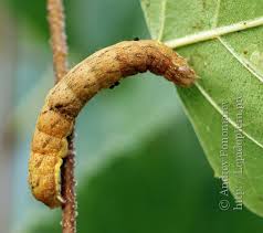 Attēlu rezultāti vaicājumam “Lacanobia contigua”