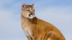 Image result for Ut Cougars