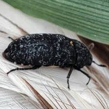 Attēlu rezultāti vaicājumam “Dermestes murinus”